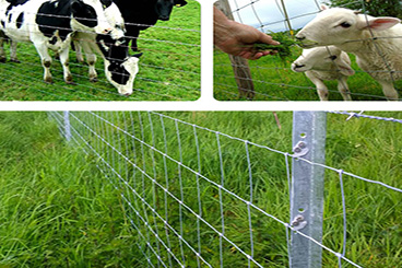 Farm Cow Fence